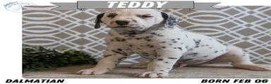 Teddy