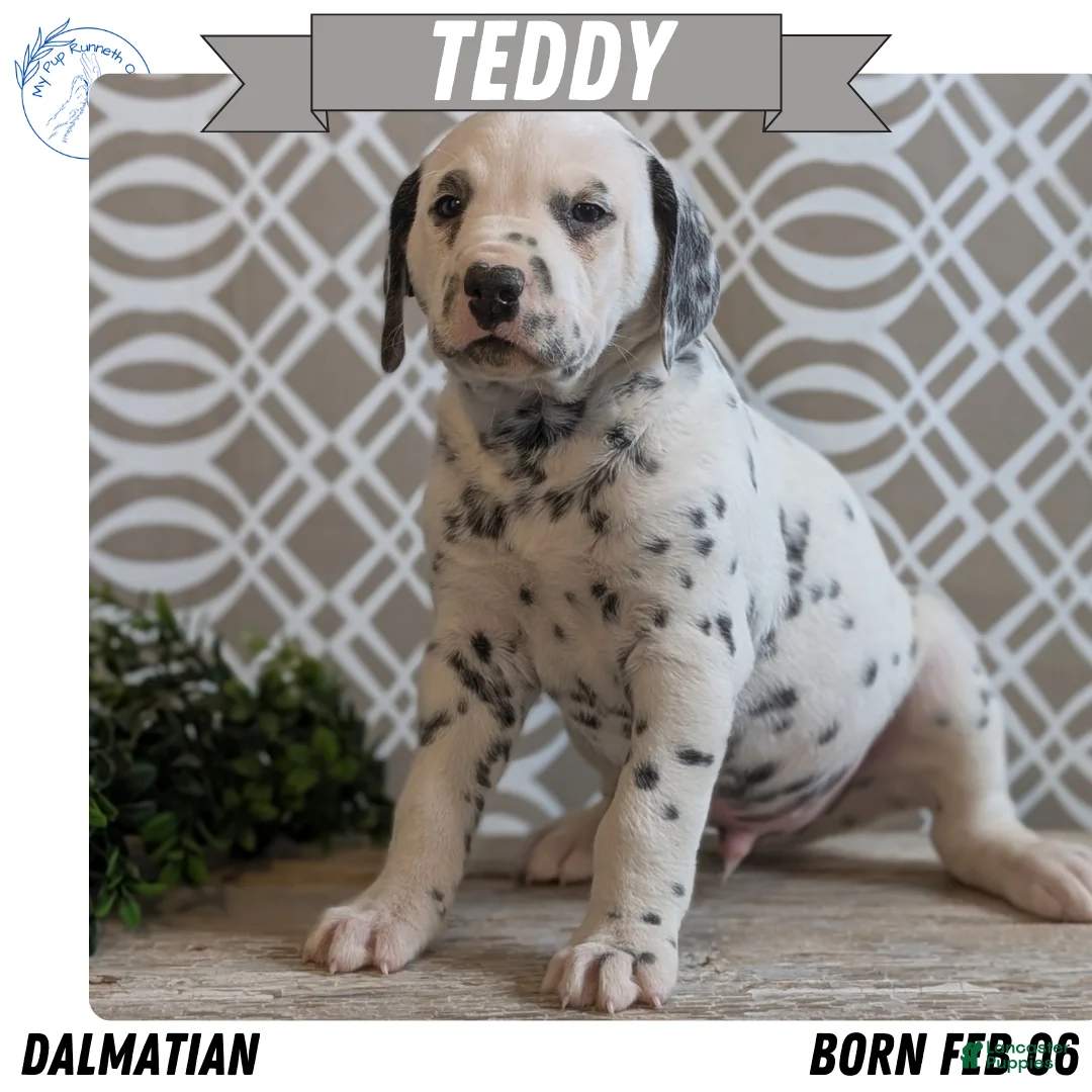 Dalmatian dogs for sale: Teddy - Ad 1