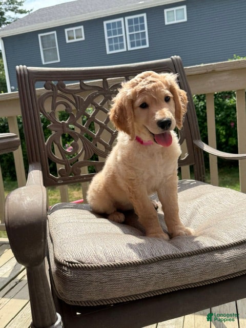 Goldendoodle dogs Sarah - Ad 1