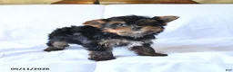 Yorkshire Terrier dogs for sale: Rocky - Ad 3