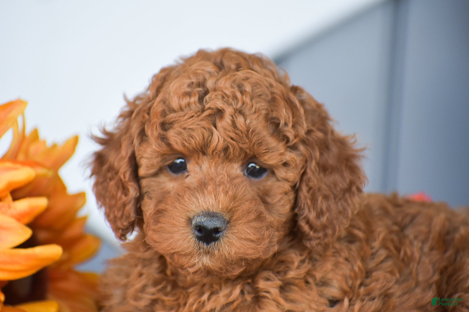 Miniature Poodle dogs Roosevelt - Ad 2
