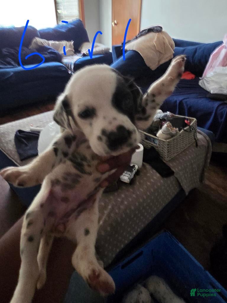 Dalmatian dogs Girl 1  - Ad 36