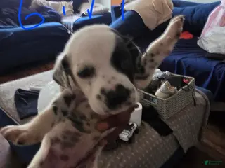 Dalmatian dogs Girl 1 - Ad 36