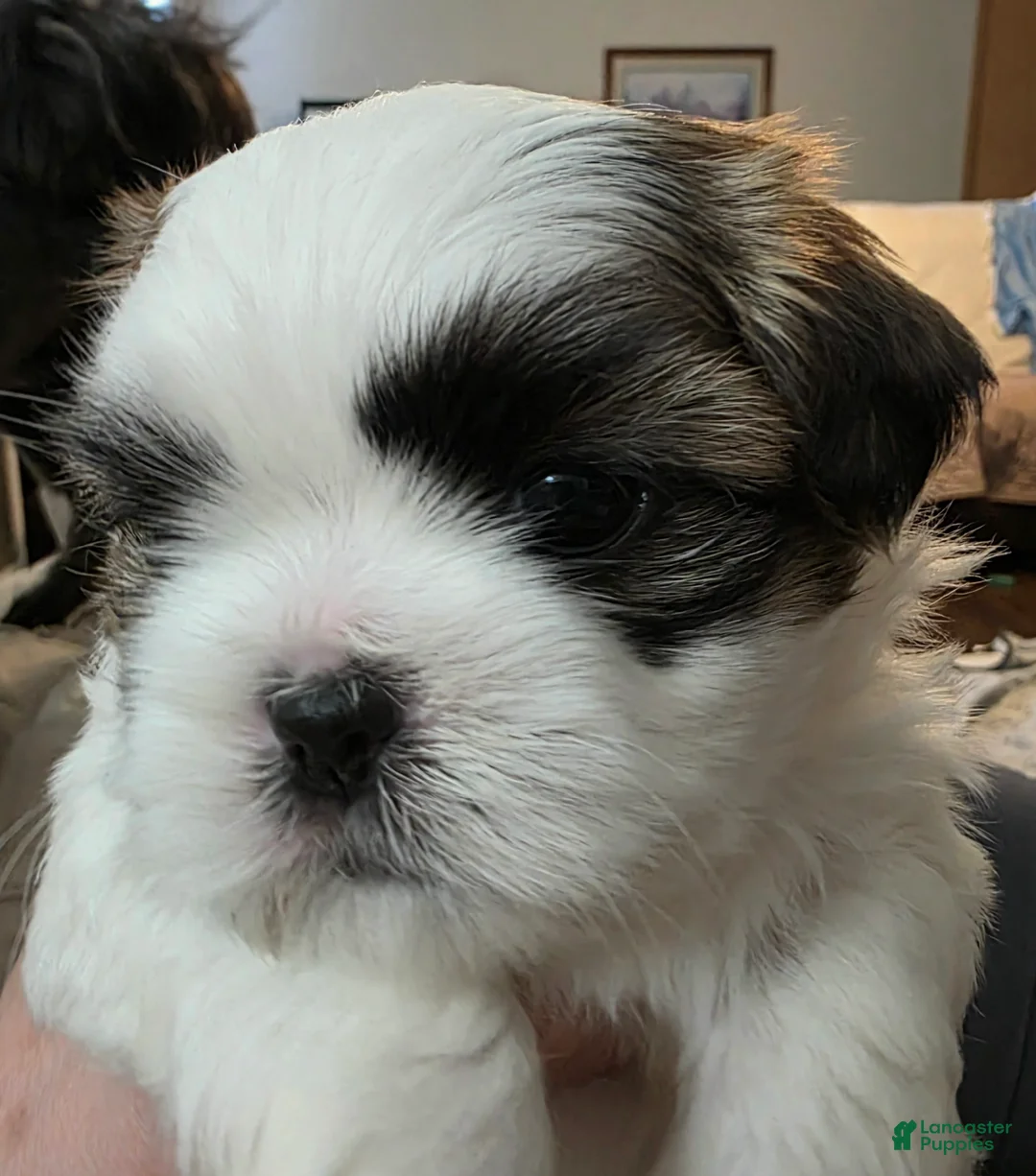 Mixed Breed dogs for sale: Mixed Breed Puppy 2 - Ad 1