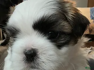 Mixed Breed dogs Mixed Breed Puppy 2 - Ad 25