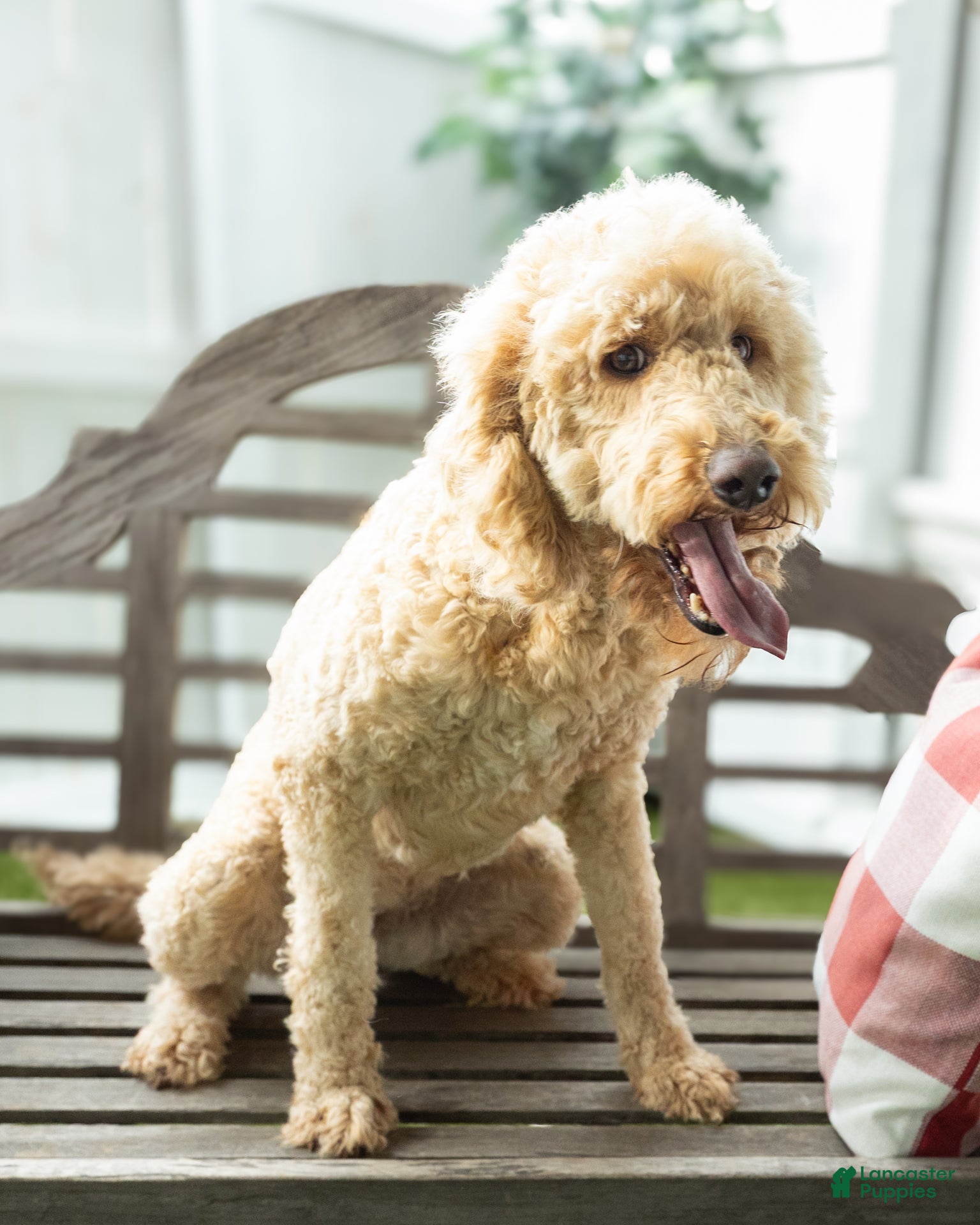 Goldendoodle dogs Penelope - Ad 2