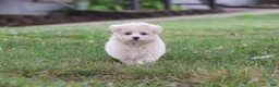 Maltipoo dogs for sale: Nora - Ad 2