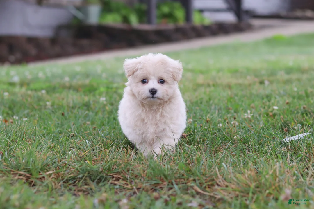 Maltipoo dogs for sale: Nora - Ad 2