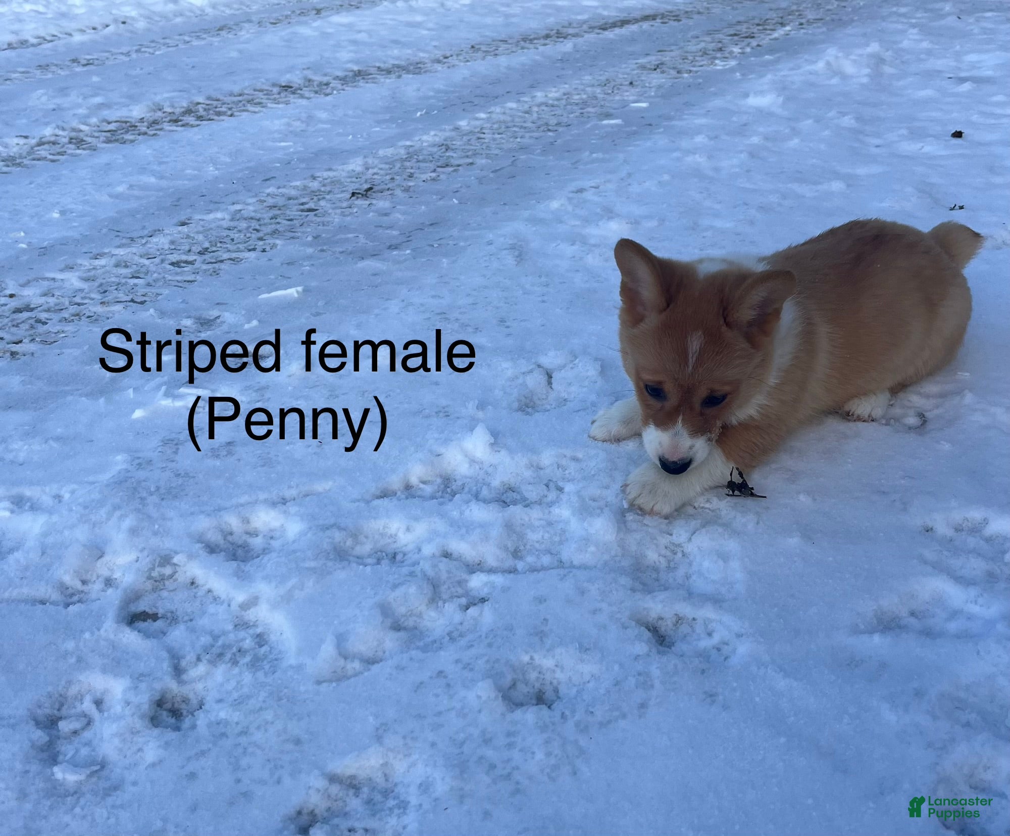 Welsh Corgi Pembroke dogs Welsh Corgi Pembroke Puppy 3 - Ad 42