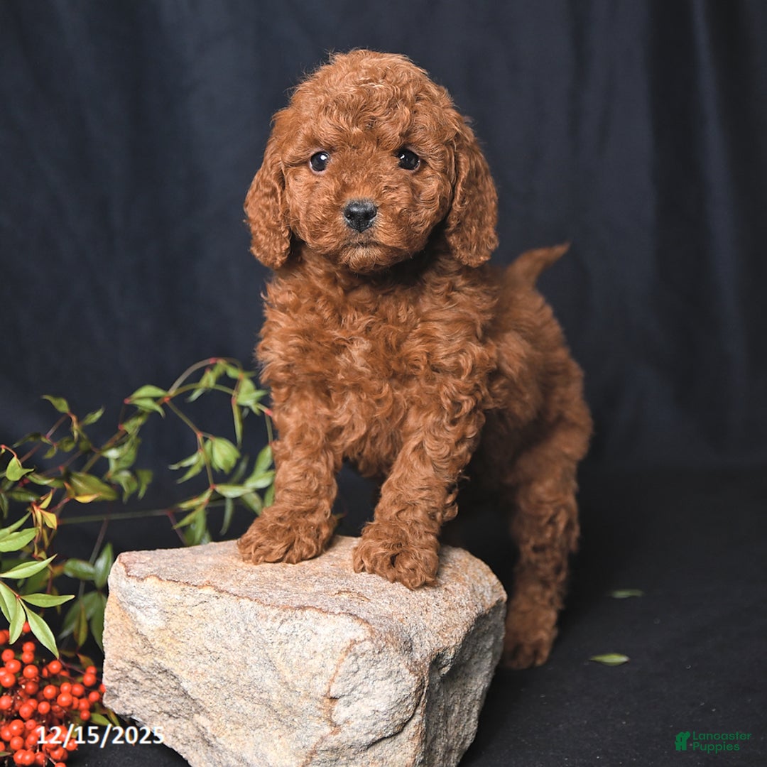 Miniature Poodle dogs for sale: India  - Ad 2