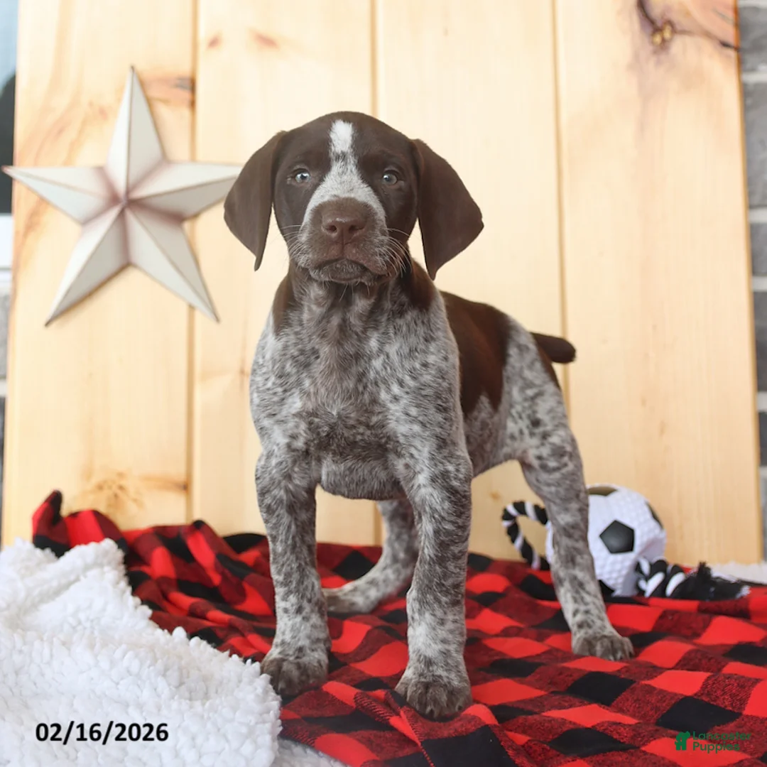 German Shorthaired Pointer dogs for sale: Benji - Ad 4