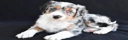 Mixed Breed dogs for sale: Austin - Ad 3