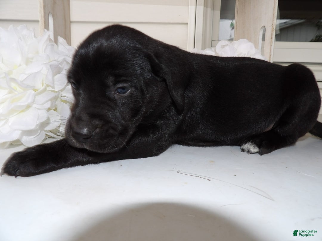 Gallery Image {{count}}