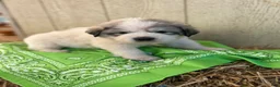 Great Pyrenees dogs for sale: Great Pyrenees Puppy 1 Green - Ad 1