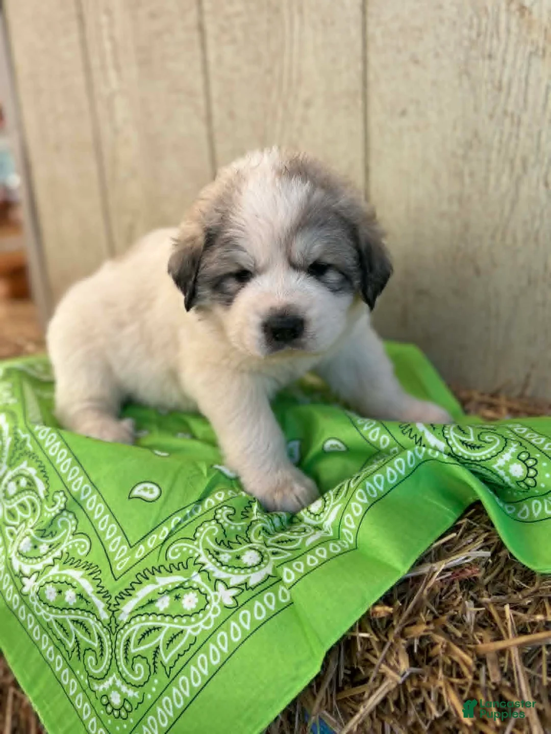 Great Pyrenees dogs for sale: Great Pyrenees Puppy 1 Green - Ad 1