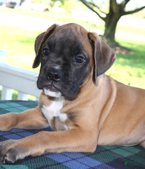 Boxer dogs Dakota- Champ lines - Ad 1