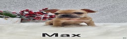 French Bulldog dogs for sale: Max - Ad 9