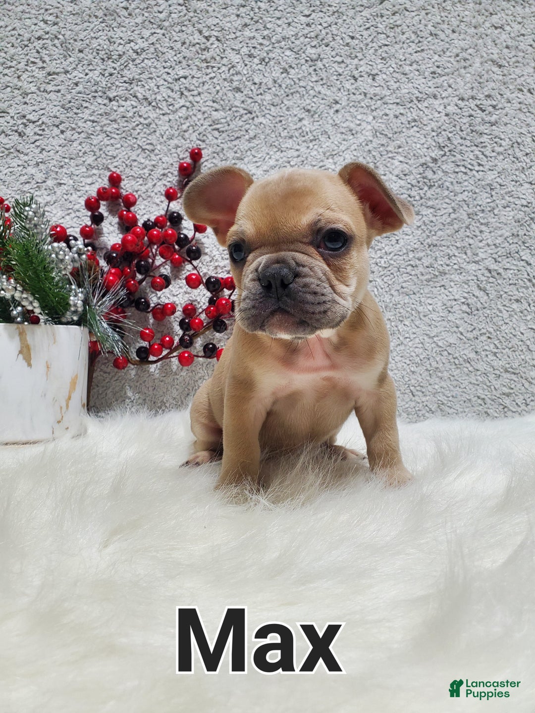 French Bulldog dogs for sale: Max - Ad 9