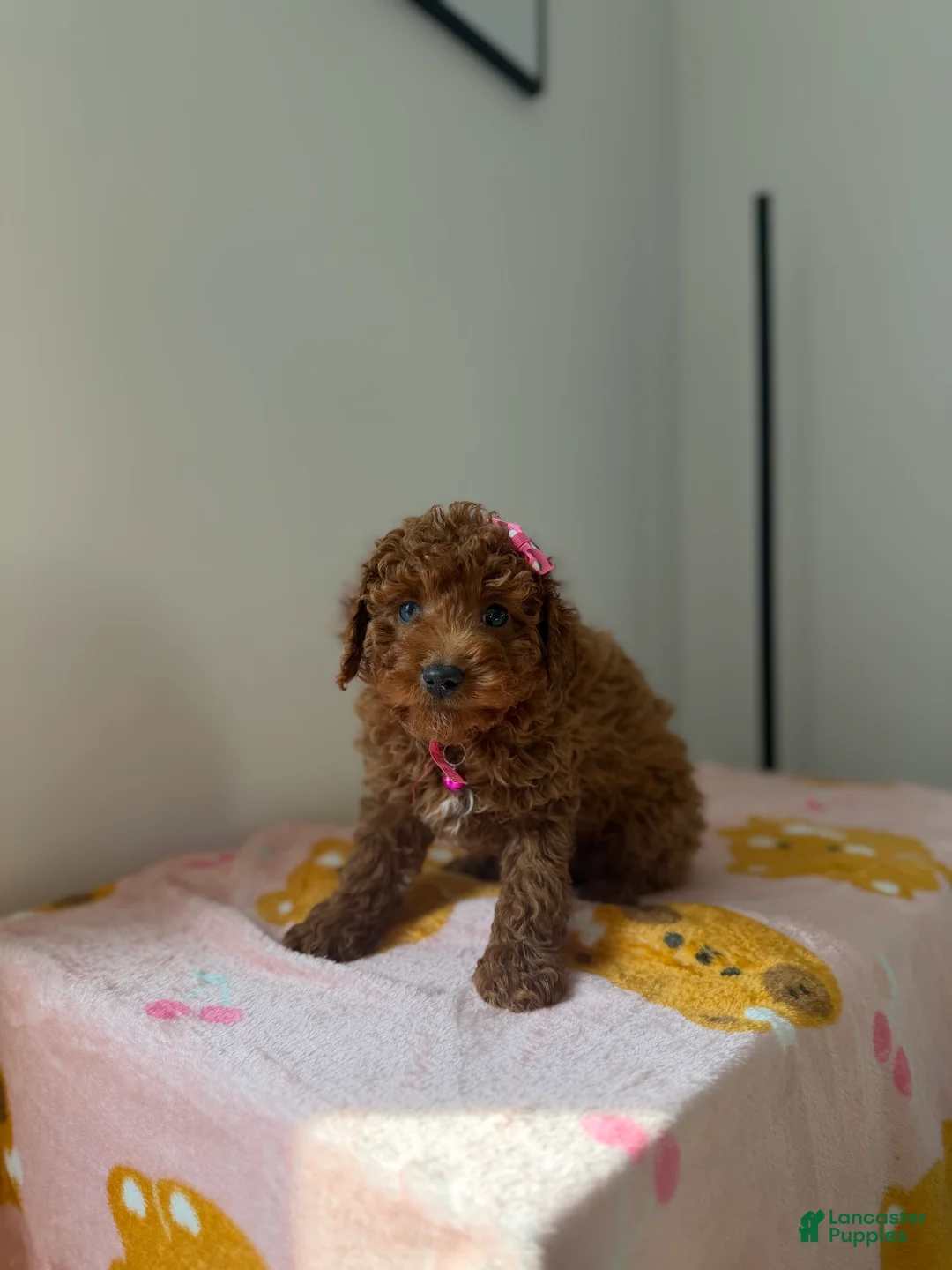 Toy Poodle dogs for sale: Blue eyes - Ad 3