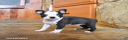 Boston Terrier dogs for sale: Bentley - Ad 3