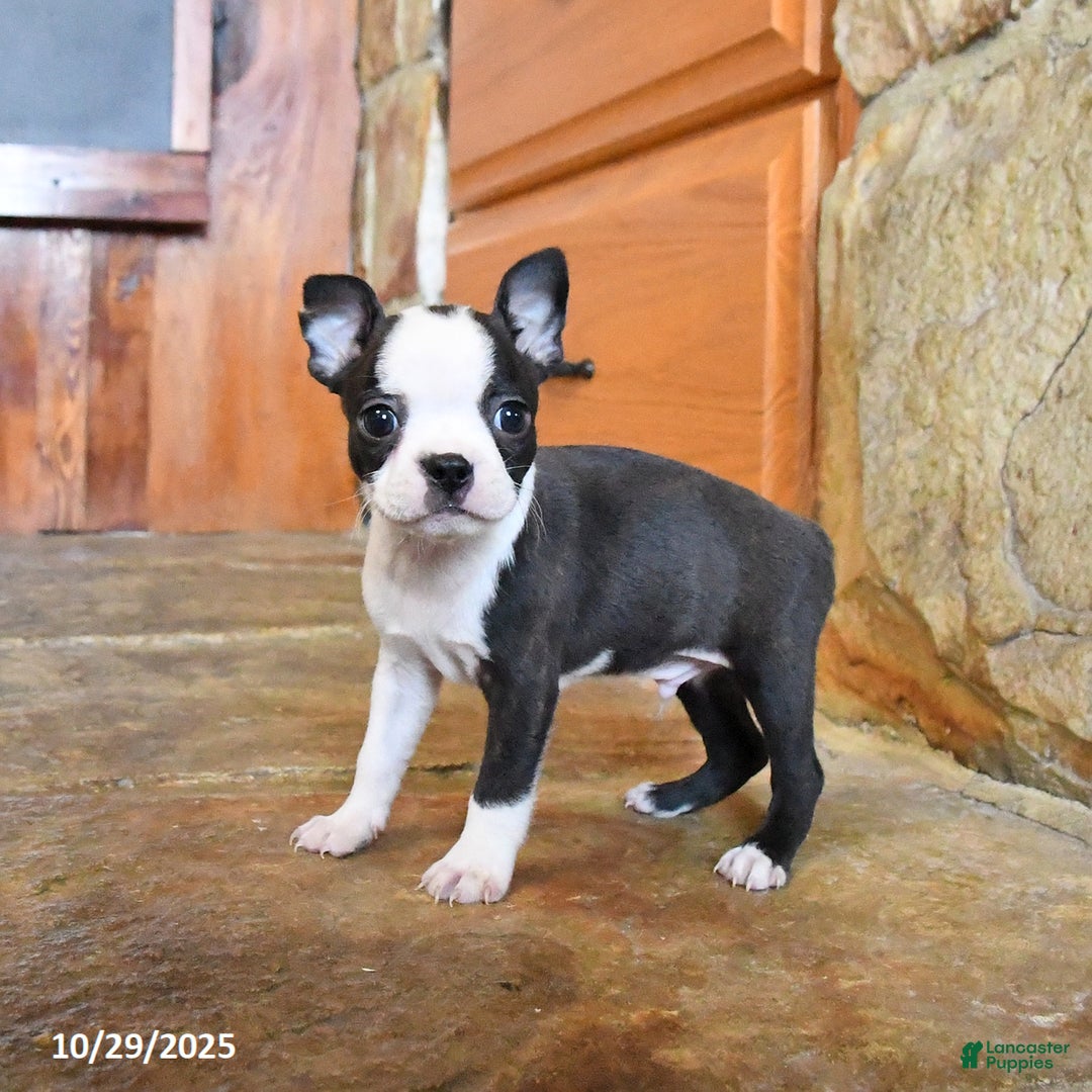 Boston Terrier dogs for sale: Bentley - Ad 3