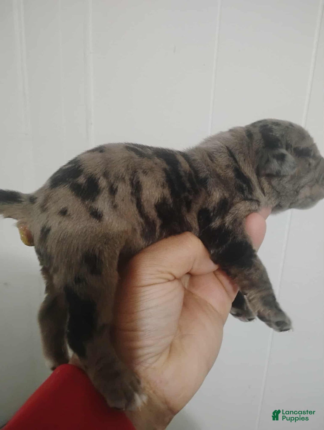 Cane Corso dogs for sale: Cane Corso Puppy 1 - Ad 2