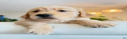 Golden Retriever dogs for sale: moly - Ad 5