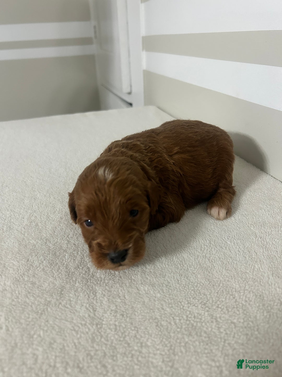 Mini Goldendoodle dogs for sale: Carlos - Ad 4