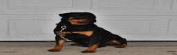 Rottweiler dogs for sale: Bella   - Ad 6