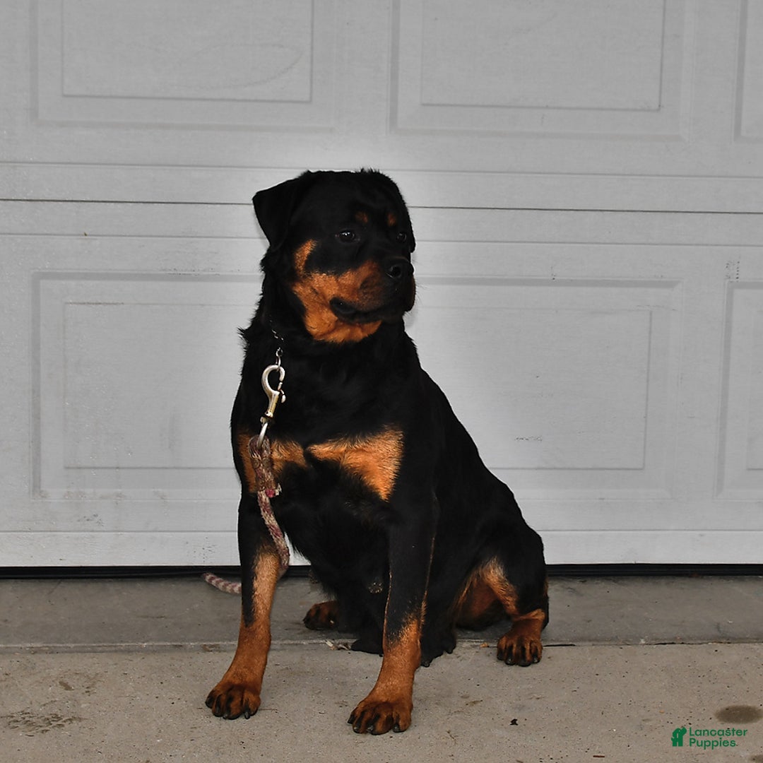 Rottweiler dogs for sale: Bella   - Ad 6