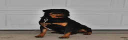 Rottweiler dogs for sale: Bella   - Ad 6
