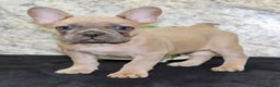 French Bulldog dogs for sale: Dolly - Ad 6