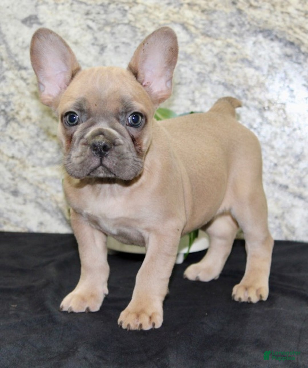 French Bulldog dogs for sale: Dolly - Ad 6