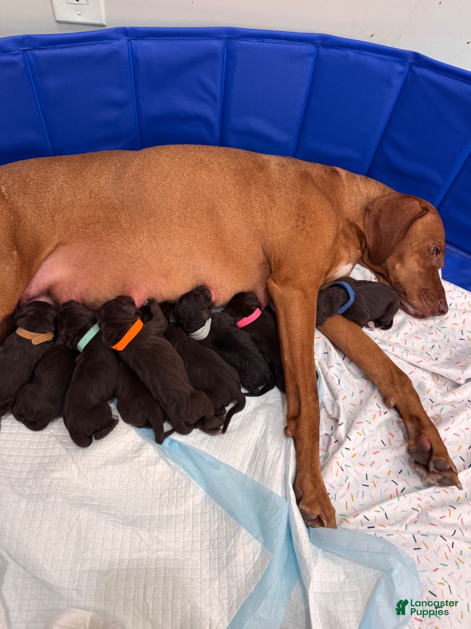 Mixed Breed dogs Blue - Ad 2