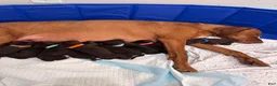 Mixed Breed dogs for sale: L Brown  - Ad 2