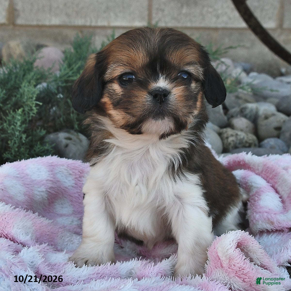 Mixed Breed dogs Bailey  - Ad 2