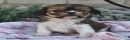 Mixed Breed dogs for sale: Bailey  - Ad 2