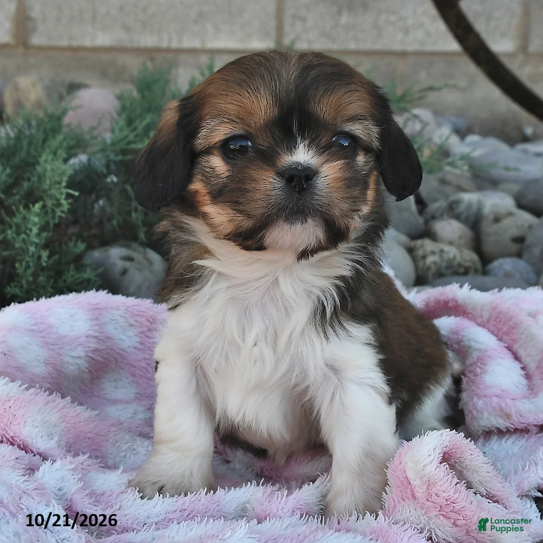 Mixed Breed dogs for sale: Bailey  - Ad 2