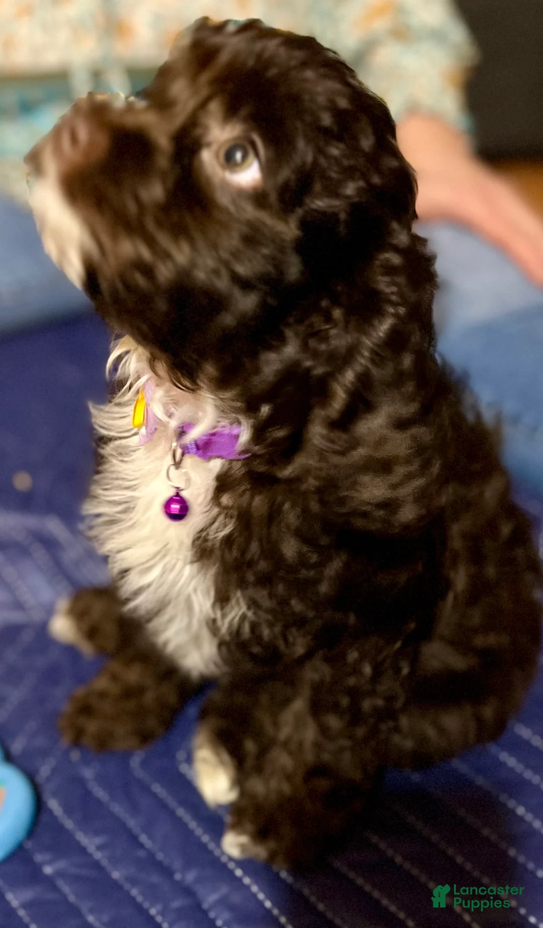 Cockapoo dogs for sale: Sally - Ad 1