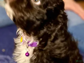 Cockapoo dogs Sally - Ad 42