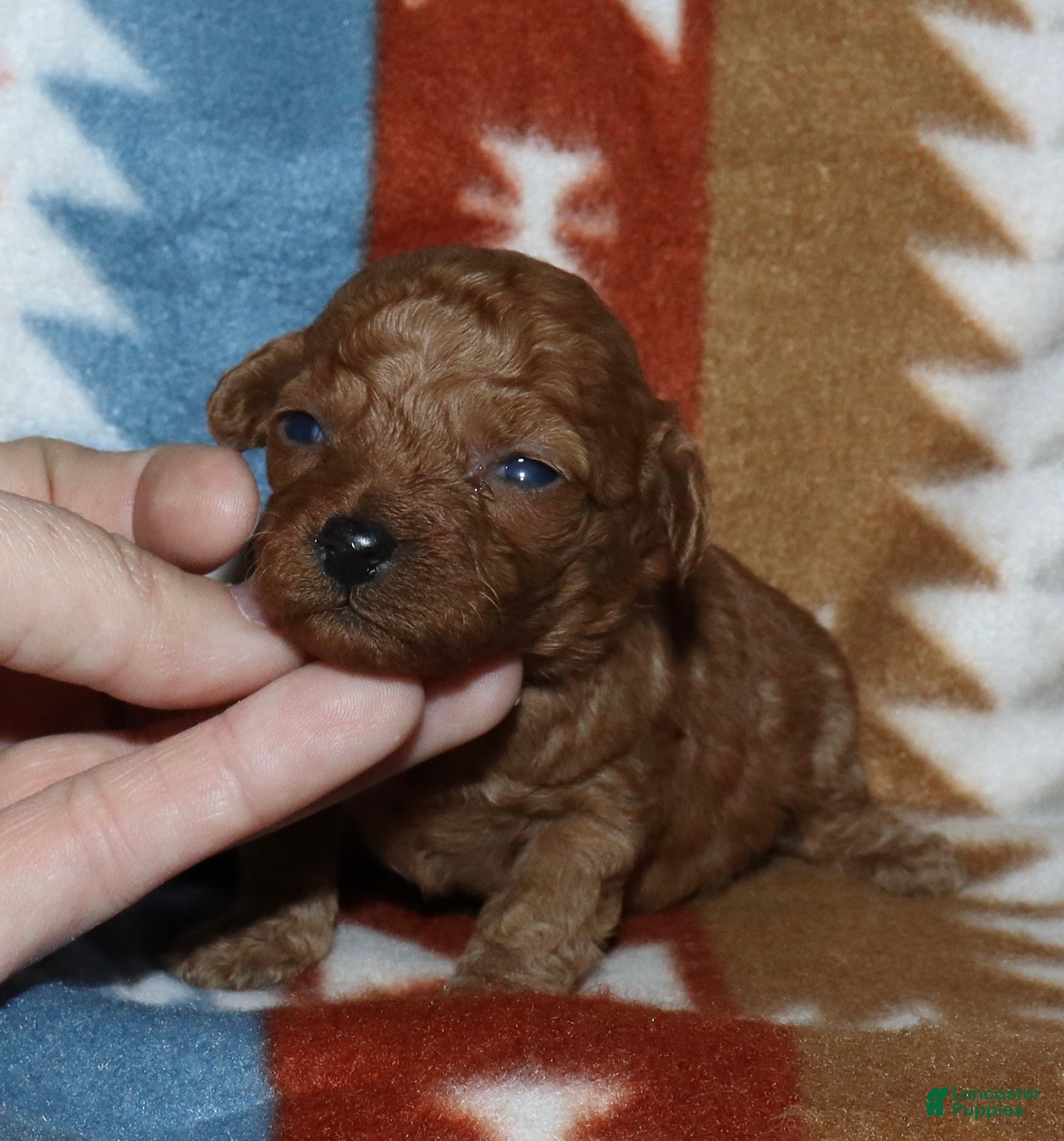 Toy Poodle dogs Summer’s red female 2 - Ad 7