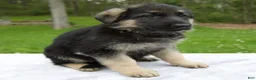 German Shepherd dogs for sale: Rose - Ad 4