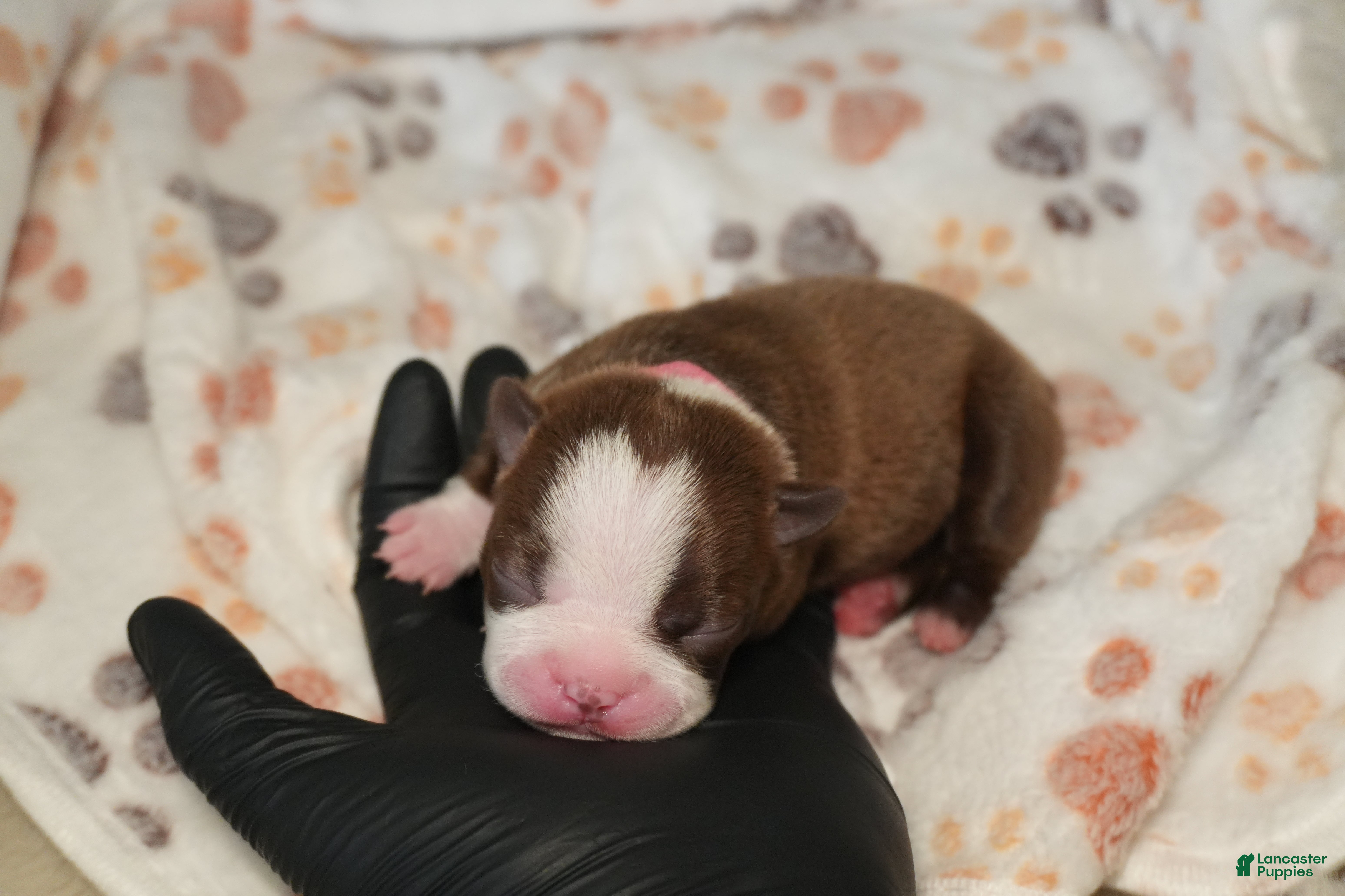 Boston Terrier dogs London - Ad 2