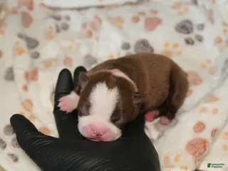 Boston Terrier dogs London - Ad 2