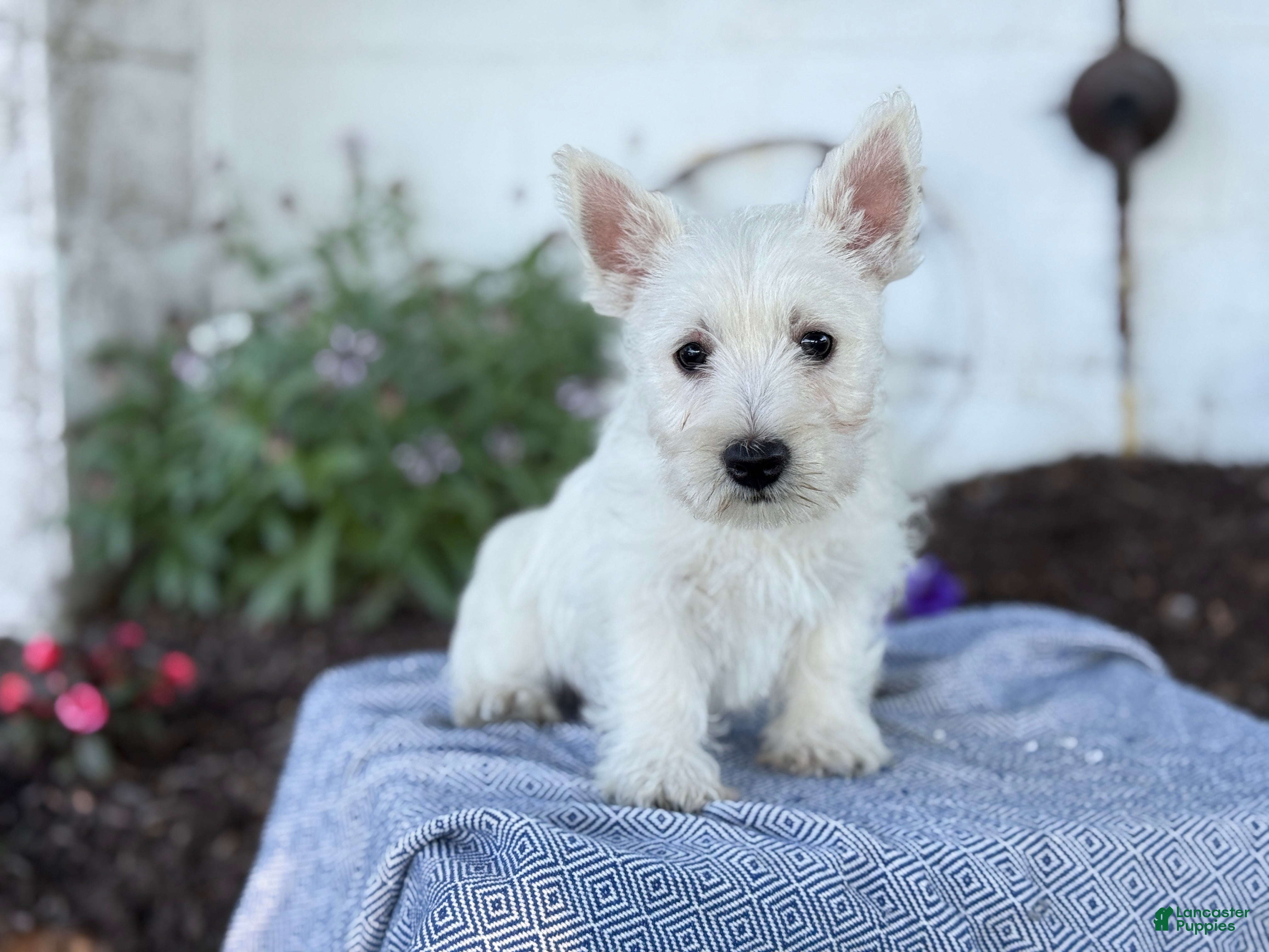 West Highland Terrier dogs Atlas - Ad 1