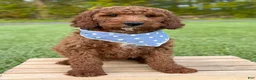 Irish Doodle dogs for sale: Copper - Ad 5