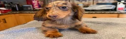 Miniature Dachshund dogs for sale: AKC Russian Ch line - Ad 5
