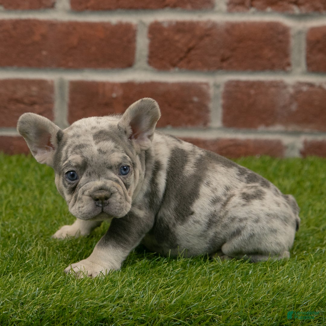 French Bulldog dogs for sale: Maverick - Ad 8