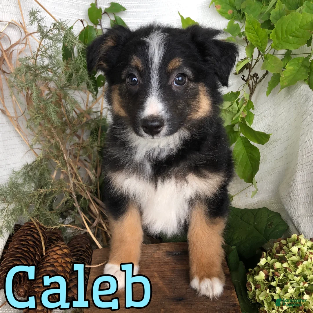 Mixed Breed dogs for sale: Mixed Breed 1 - Ad 3