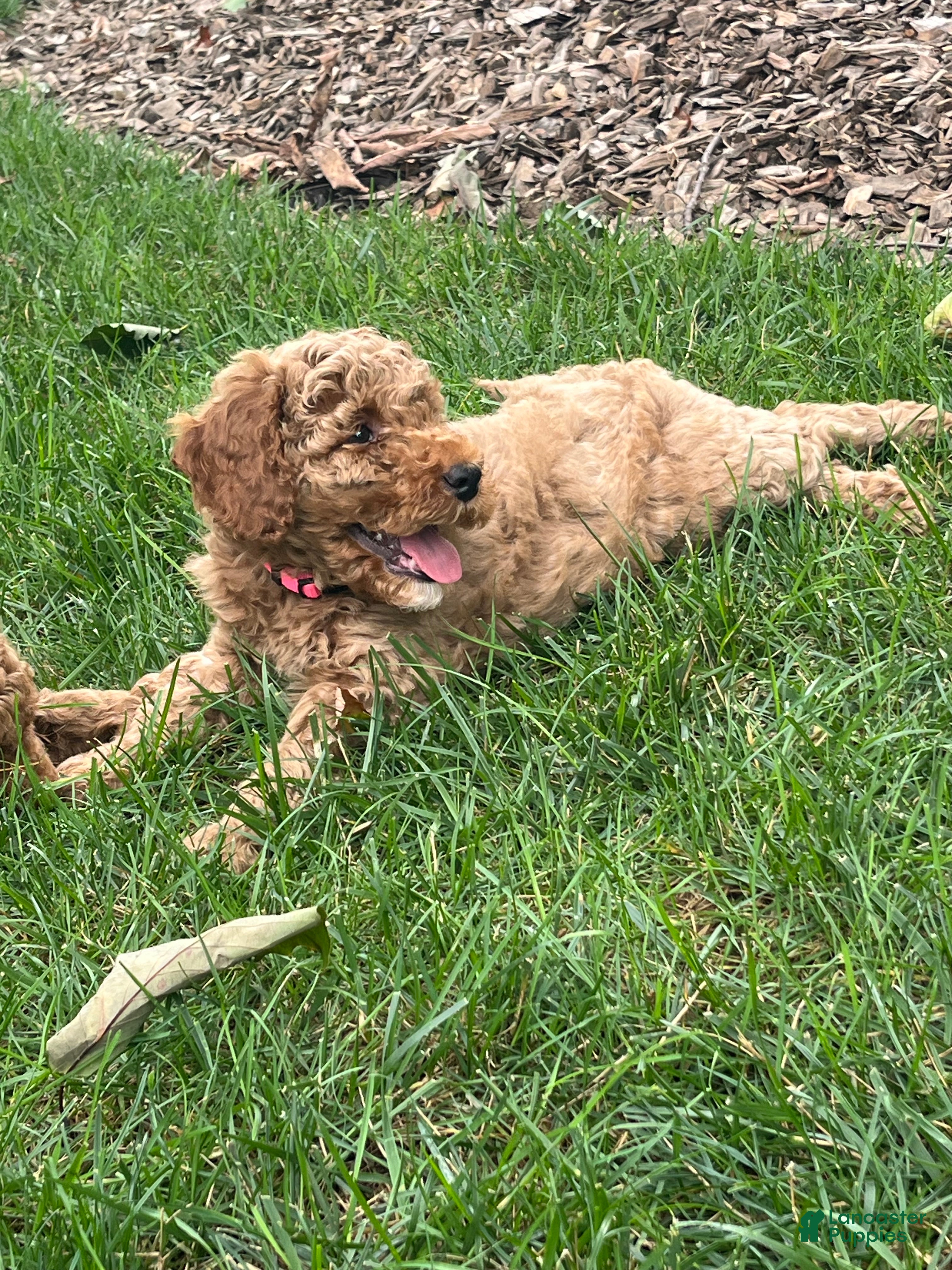 Mini Goldendoodle dogs Nora - Ad 2